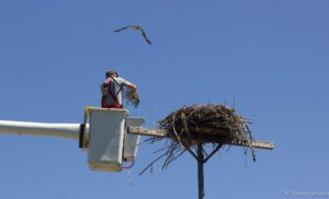 Raptor View Research Institute Osprey