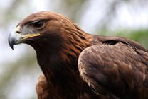 Raptor View Research Institute Golden Eagle