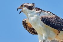 Raptor View Research Institute Osprey