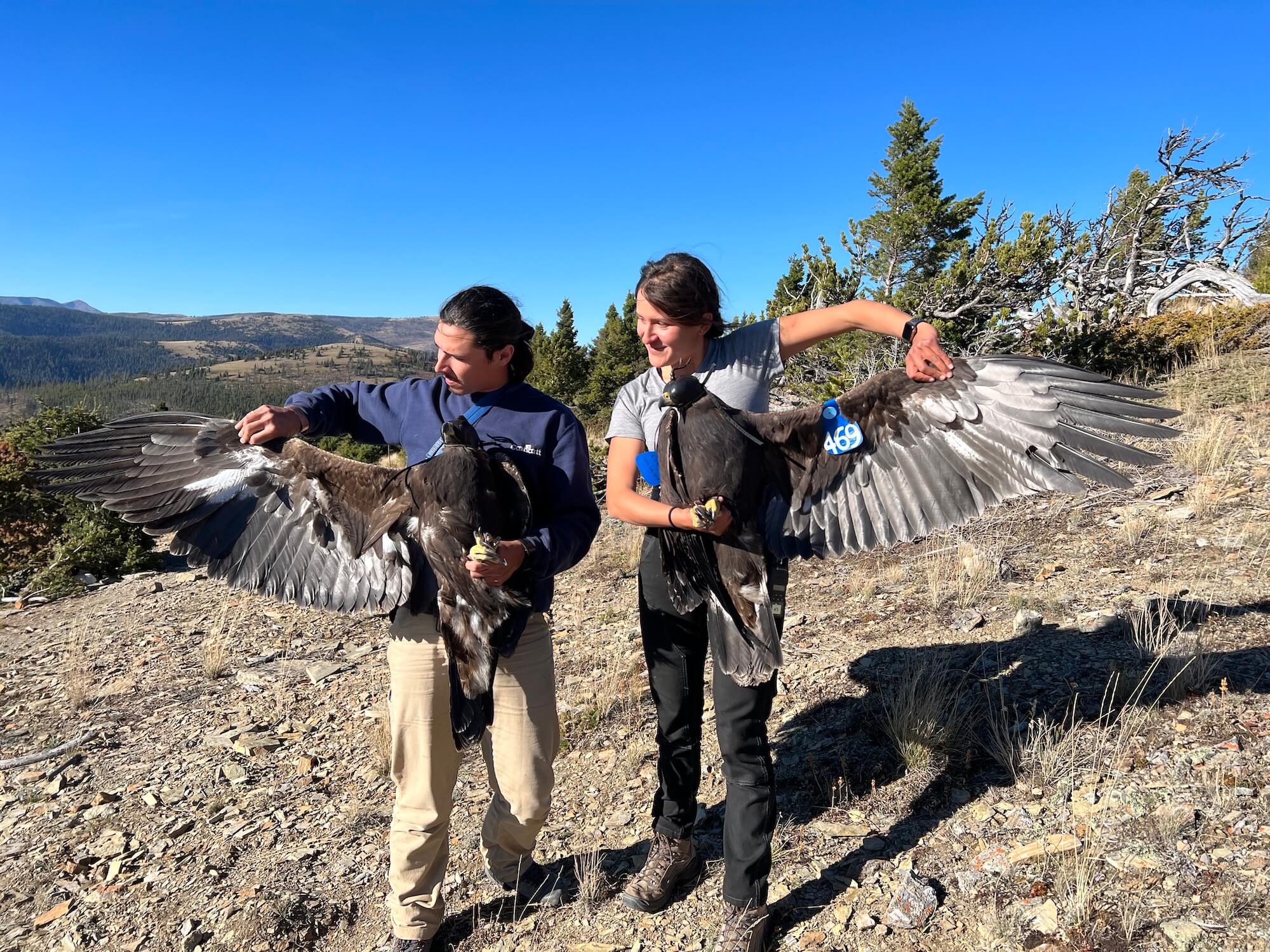 Raptor View Research Institute Golden Eagle Blue Wing Tag