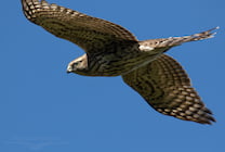 Raptor View Research Institute Goshawk