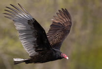 Raptor View Research Institute Turkey Vulture