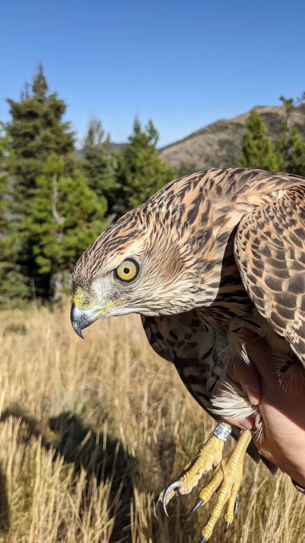 American Goshawks - Raptor View Research Institute - Missoula, Montana