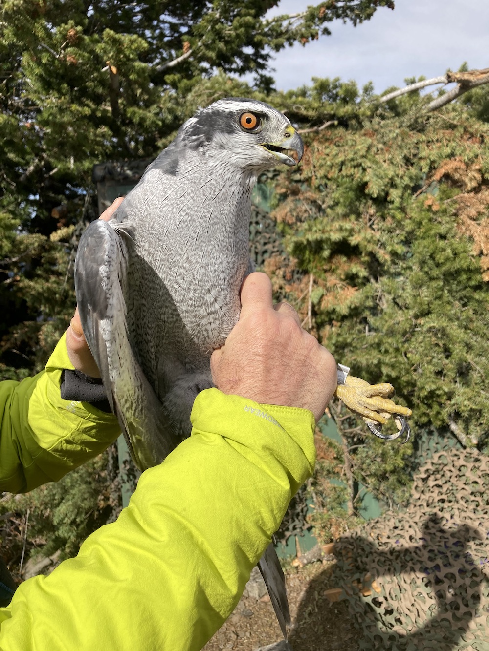 American Goshawks - Raptor View Research Institute - Missoula, Montana