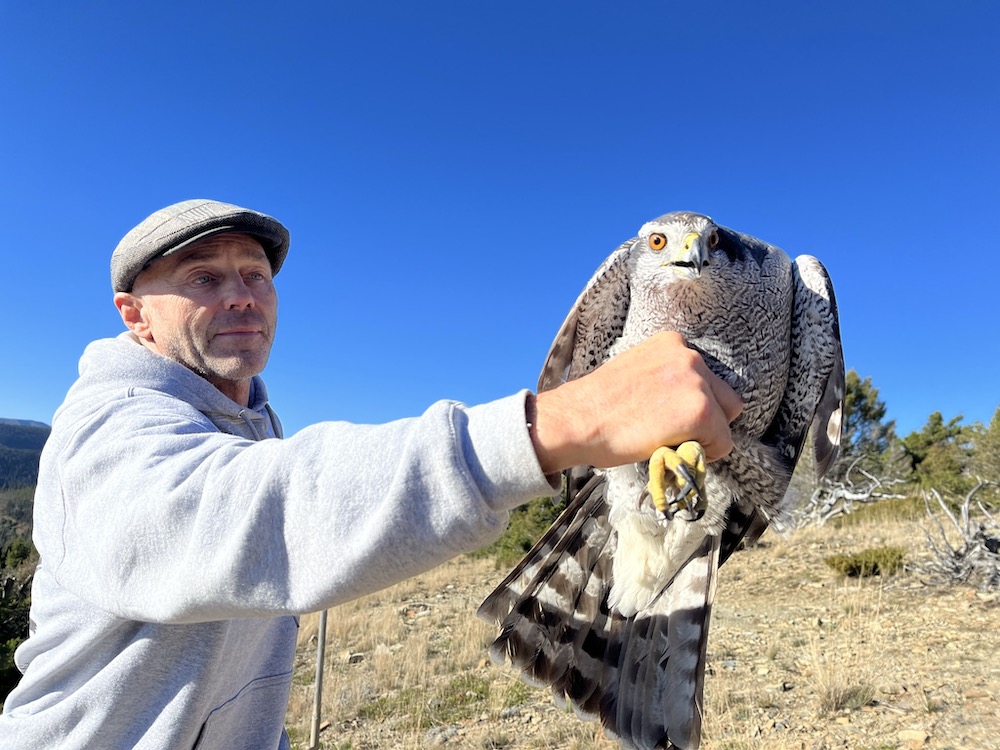 American Goshawks - Raptor View Research Institute - Missoula, Montana