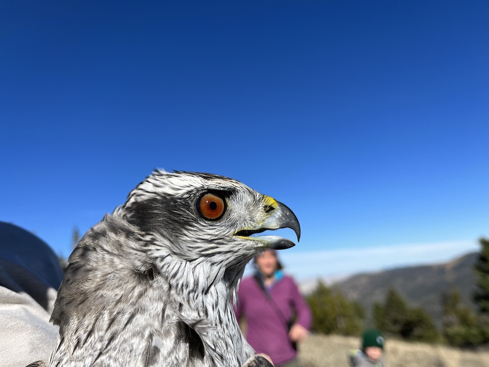 American Goshawks - Raptor View Research Institute - Missoula, Montana