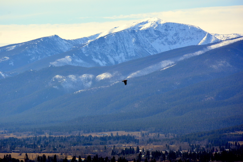 MPG Ranch Raptor Migration Counts - Raptor View Research Institute ...