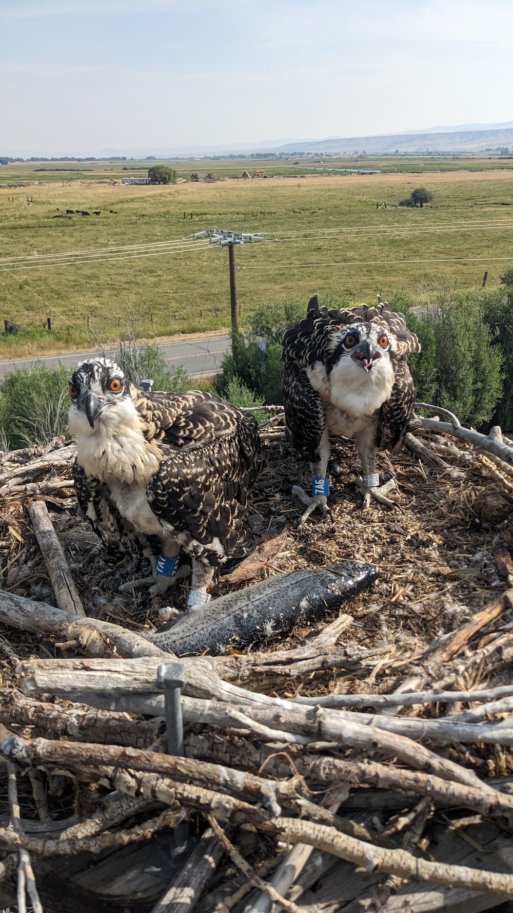 Ospreys - Raptor View Research Institute - Missoula, Montana