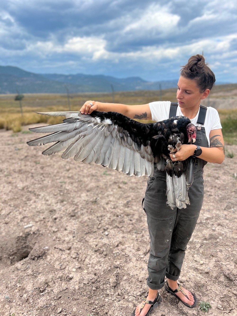 Turkey Vultures - Raptor View Research Institute - Missoula, Montana